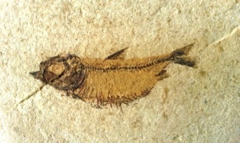 fossile poisson